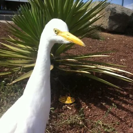 Volcano View 아파트