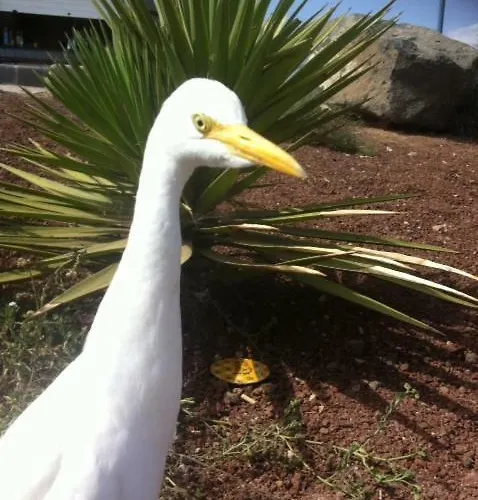 Volcano View Apartamento